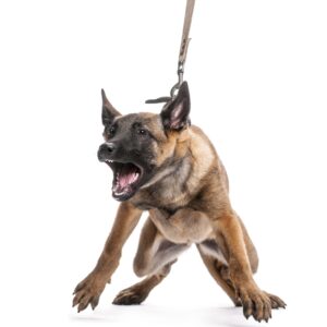 belgische Schäferhunde zieht an Leine