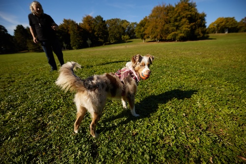 kleiner weißer Hund mit Ball auf wiese