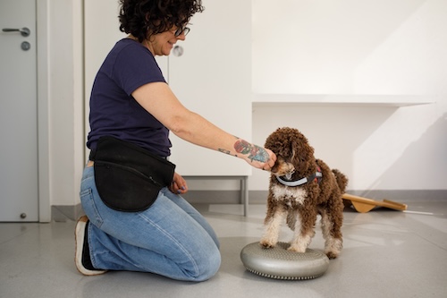 Hund mit Trainerin bei Übung